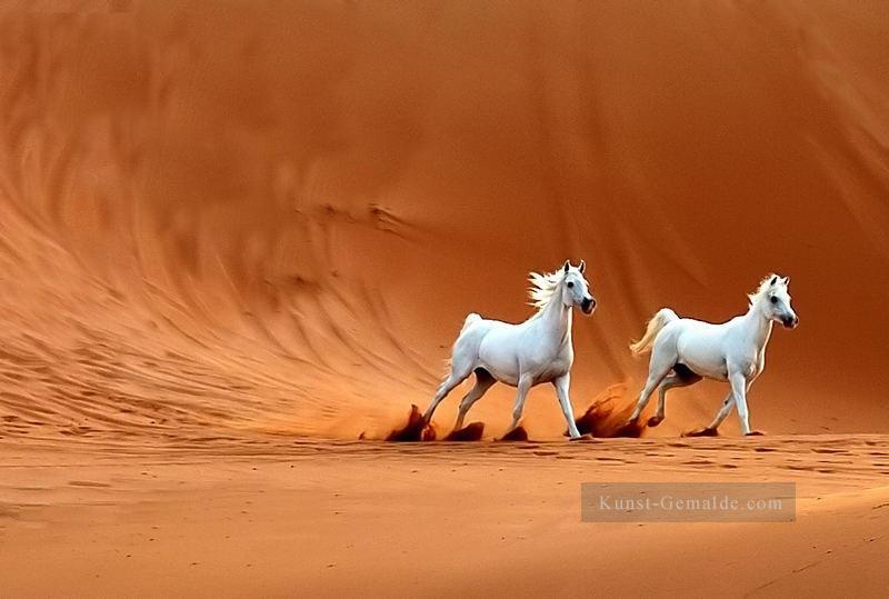 zwei weiße Pferde in der Wüste Ölgemälde